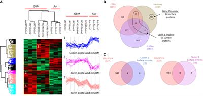 Surfaceome Proteomic of Glioblastoma Revealed Potential Targets for Immunotherapy